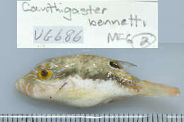 Image of Bennett's Pufferfish