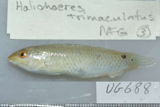 Image of Threespot wrasse