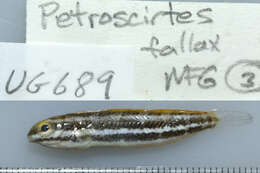 Image of Deceiver Fangblenny