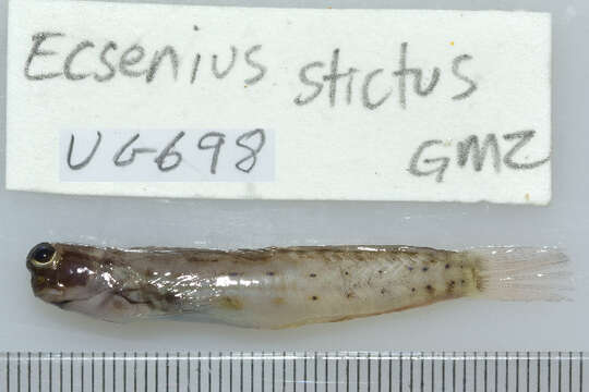 Image of Great Barrier Reef Blenny