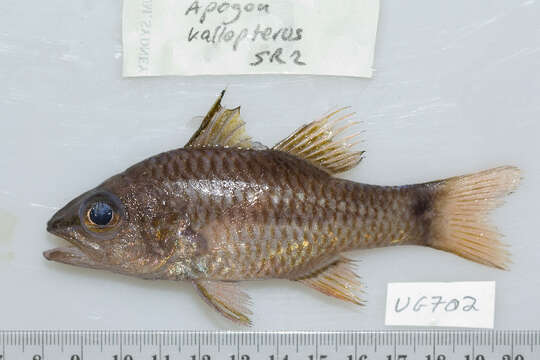 Image of Iridescent cardinalfish