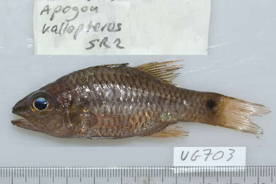 Image of Iridescent cardinalfish