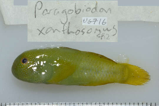 Paragobiodon xanthosoma (Bleeker 1853) resmi