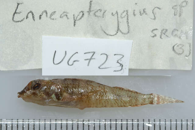 Enneapterygius elegans (Peters 1876) resmi