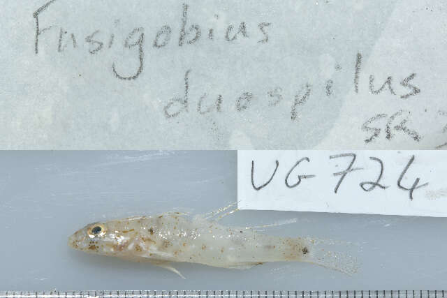 Sivun Fusigobius duospilus Hoese & Reader 1985 kuva