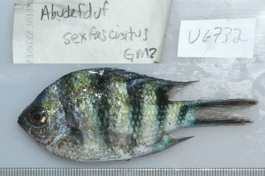 Abudefduf sexfasciatus (Lacepède 1801) resmi