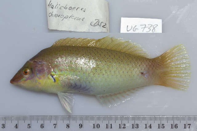 Image of Black-blotched wrasse