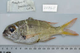 Image of Pagrus heterodon