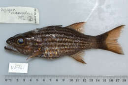 Image of Large toothed cardinalfish