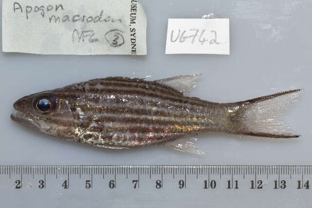 Sivun Cheilodipterus intermedius Gon 1993 kuva