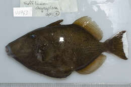 Image of Halfmoon triggerfish