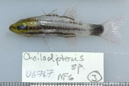 Image of Large toothed cardinalfish