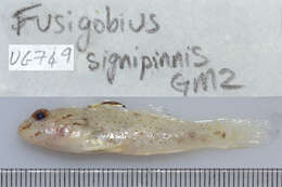 Fusigobius signipinnis Hoese & Obika 1988 resmi