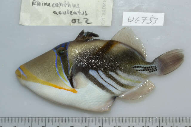 Image of Lagoon triggerfish