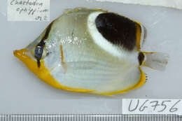 Image of Blackblotch Butterflyfish