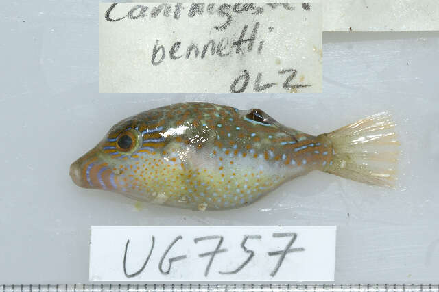 Image of Bennett's Pufferfish