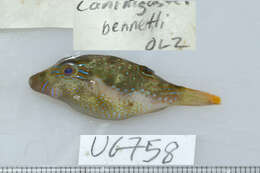 Image of Bennett's Pufferfish