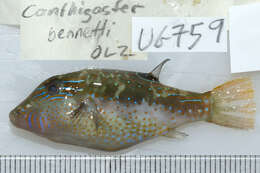 Image of Bennett's Pufferfish