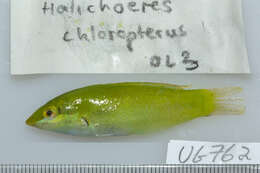 Image of Black-blotched wrasse