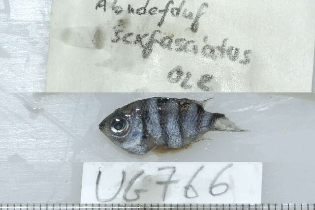 Abudefduf sexfasciatus (Lacepède 1801) resmi