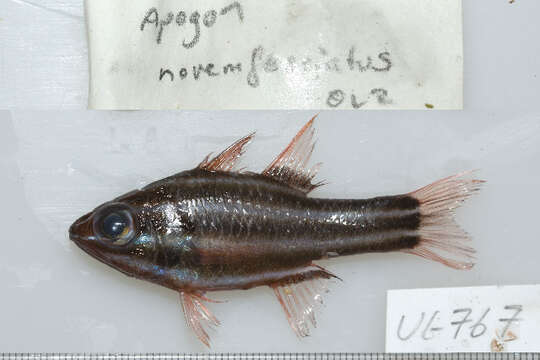 Image of Black-striped cardinalfish