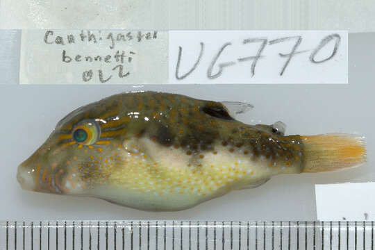 Image of Bennett's Pufferfish