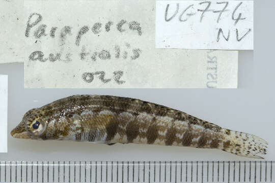 Image of Southern sharpnose sandperch