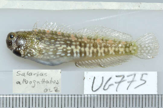 Image of White-spotted Blenny