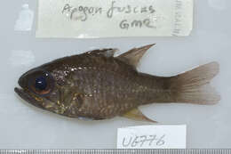 Image of Similar cardinalfish