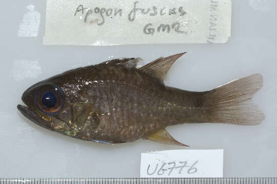 صورة Nectamia similis Fraser 2008