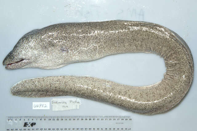 Image of Bar-cheeked eel