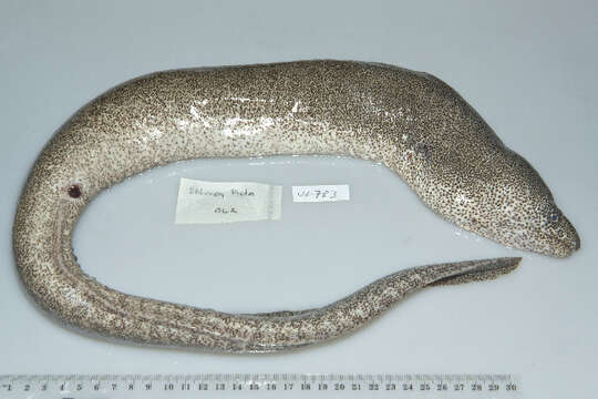 Image of Bar-cheeked eel