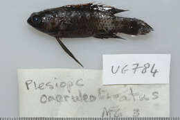 صورة Plesiops coeruleolineatus Rüppell 1835