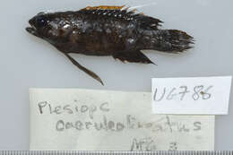 صورة Plesiops coeruleolineatus Rüppell 1835