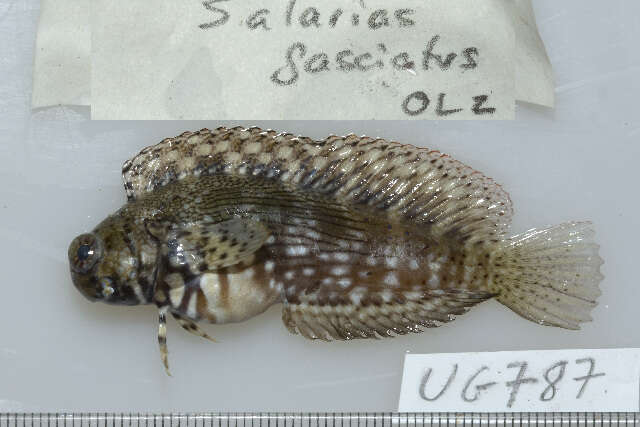 Image of Banded Blenny