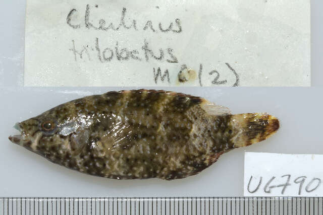 صورة Cheilinus chlorourus (Bloch 1791)