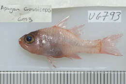 Image of Little red cardinalfish