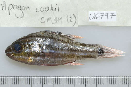 Image of Cook's cardinalfish