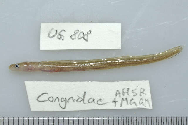 Image of Ash-colored conger eel