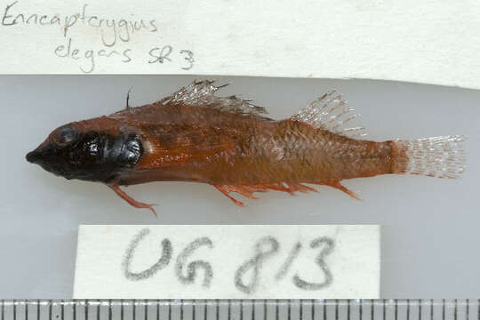 Image of Elegant Triplefin