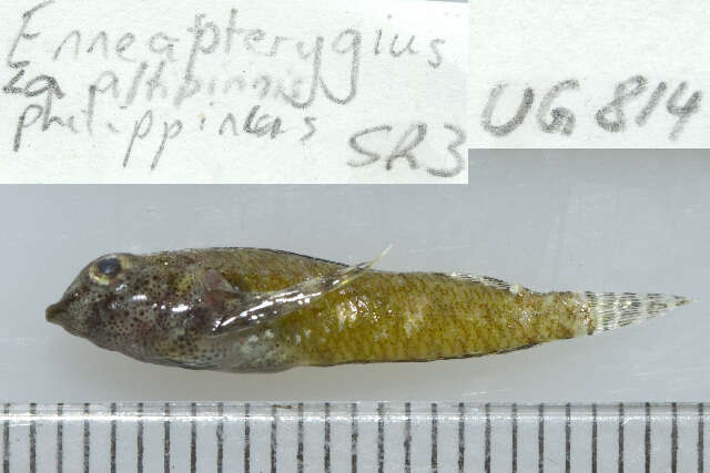 Image de Enneapterygius philippinus (Peters 1868)