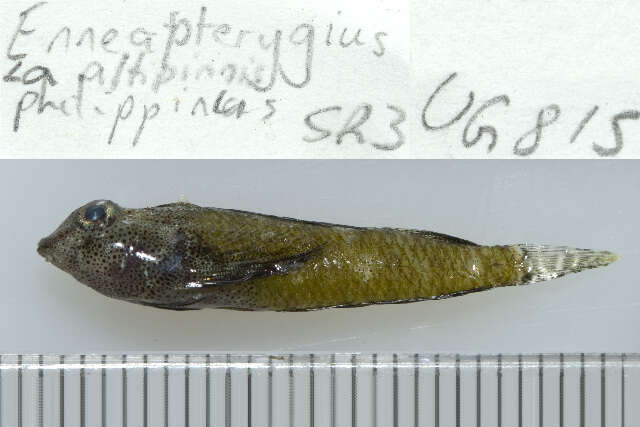 Image de Enneapterygius philippinus (Peters 1868)