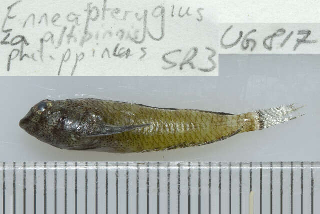 Слика од Enneapterygius philippinus (Peters 1868)
