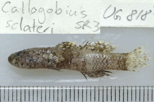 Image of Dusky-banded goby