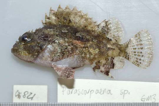 صورة Parascorpaena mossambica (Peters 1855)