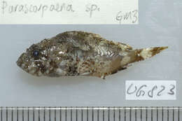 Image of Barchin scorpionfish