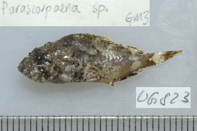 Image of Barchin scorpionfish