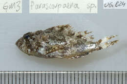 Image of Barchin scorpionfish