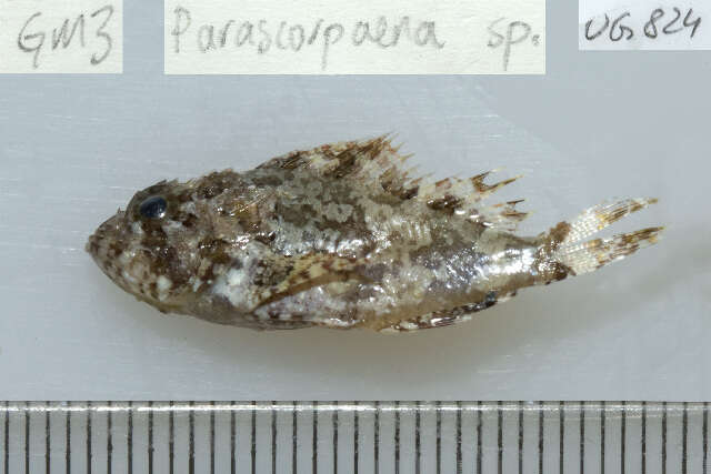 Image of Barchin scorpionfish