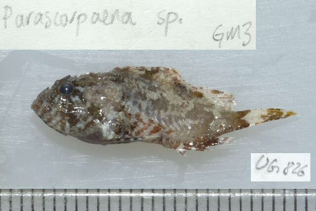 Image of Barchin scorpionfish